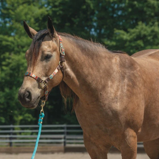 Weaver Patterned Non-Adjustable Halter - Image 2